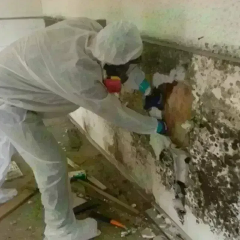 Mold Remediation and Removal in Georgetown, DE